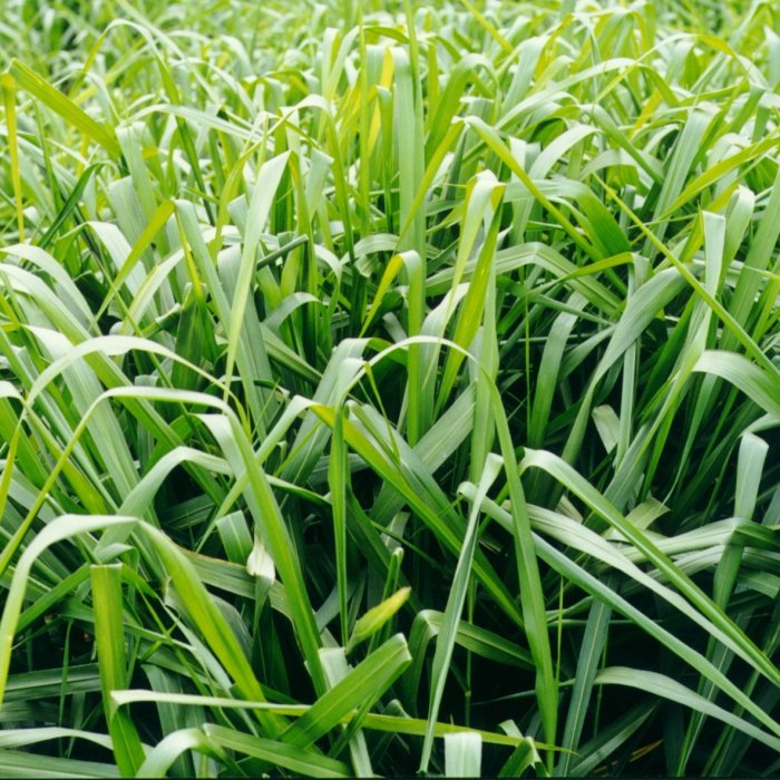 Brasuda - MG-5 VICTORIA
(Brachiaria brizantha cv. MG5 Victoria)