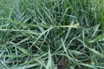 Brasuda - MG-5 VICTORIA
(Brachiaria brizantha cv. MG5 Victoria)