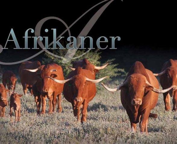 Afrikaner Cattle Breeders Society of South Africa - Afrikaner