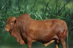 Afrikaner Cattle Breeders Society of South Africa - Afrikaner