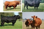 Angus Society of South Africa - Angus