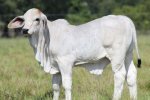 Brahman Cattle Breeders Society of Southern Africa - Brahman