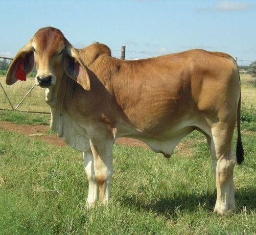 Brahman Cattle Breeders Society of Southern Africa - Brahman