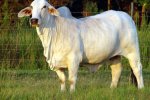 Brahman Cattle Breeders Society of Southern Africa - Brahman