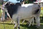 Brahman Cattle Breeders Society of Southern Africa - Brahman