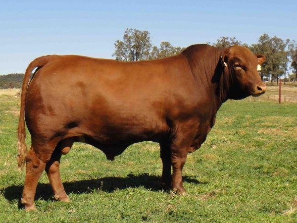 Brangus Cattle Breeders Society of South Africa - Brangus