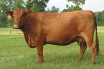 Brangus Cattle Breeders Society of South Africa - Brangus