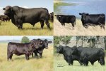 Brangus Cattle Breeders Society of South Africa - Brangus