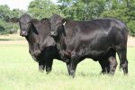 Brangus Cattle Breeders Society of South Africa - Brangus