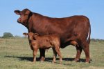 Brangus Cattle Breeders Society of South Africa - Brangus