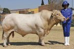 Hugenoot South Africa - Hugenoot