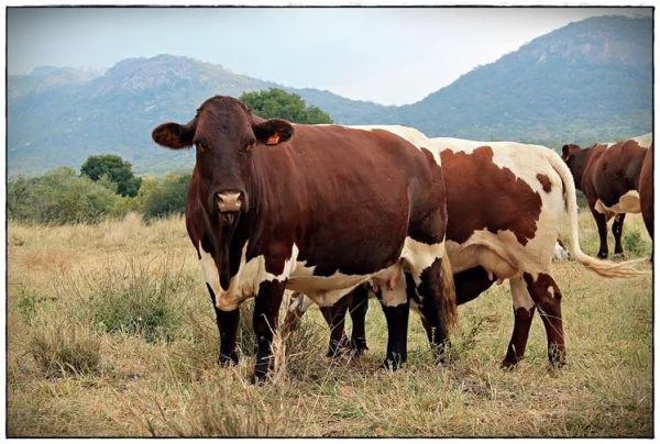 Pinzgauer and PINZ2YL Cattle Breeders Society of South Africa - Pinzgauer