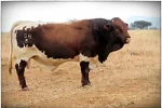 Pinzgauer and PINZ2YL Cattle Breeders Society of South Africa - Pinzgauer