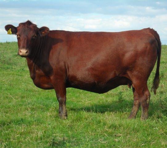 Red Poll Cattle Breeders Society - Red Poll