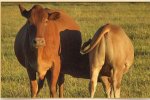 Tuli Cattle Breeders Society of South Africa - Tuli