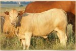 Tuli Cattle Breeders Society of South Africa - Tuli