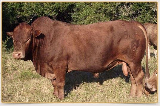 Tuli Cattle Breeders Society of South Africa - Tuli