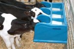 Wydale - Calf Feeder