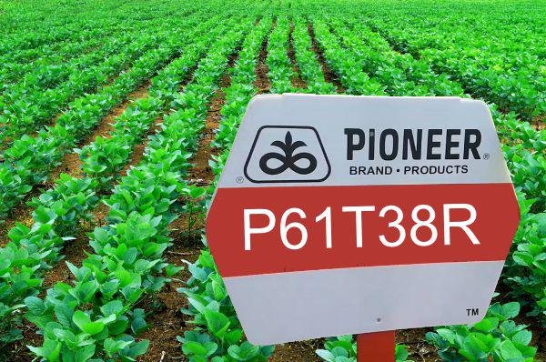 Pioneer - P 61T38R